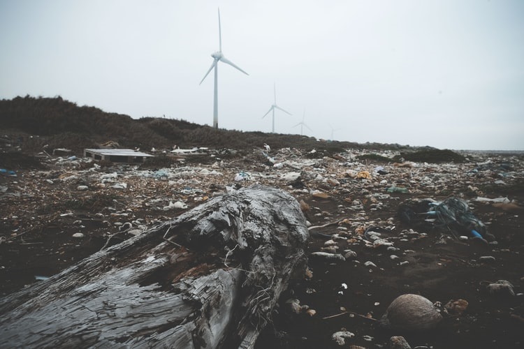 Come un’azienda può proteggere la biodiversità con la norma ISO 14001