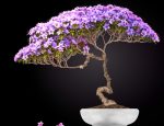 Cosa vuol dire bonsai