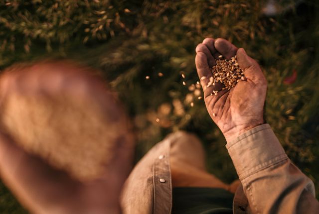 Che differenza c’è tra grano e frumento?