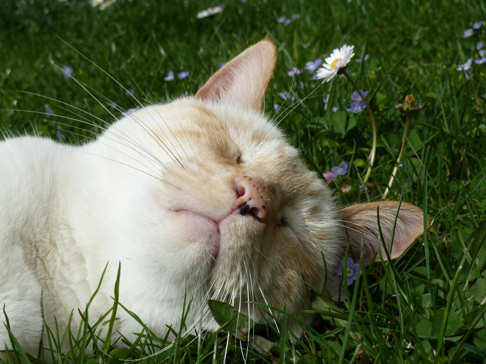 Consigli su come togliere correttamente le zecche al gatto