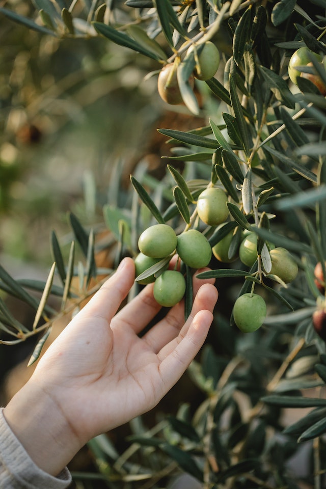 Taniche per alimenti: la scelta del materiale e l’eccellenza dei prodotti italiani