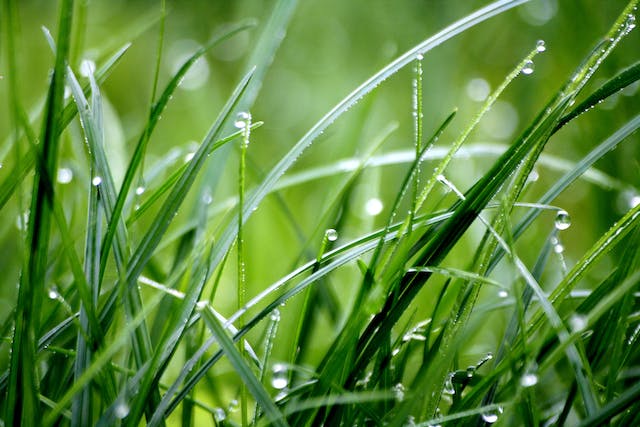 I vantaggi dell'utilizzo dell'erba Festuca rubra per la semina del prato