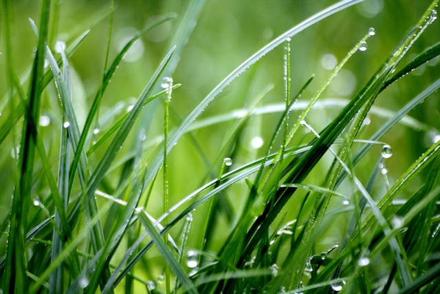 I vantaggi dell'utilizzo dell'erba Festuca rubra per la semina del prato