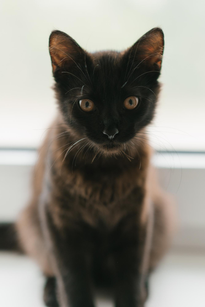 Gatto e Pancreatite: Soluzioni di Florentero per il Supporto Digestivo